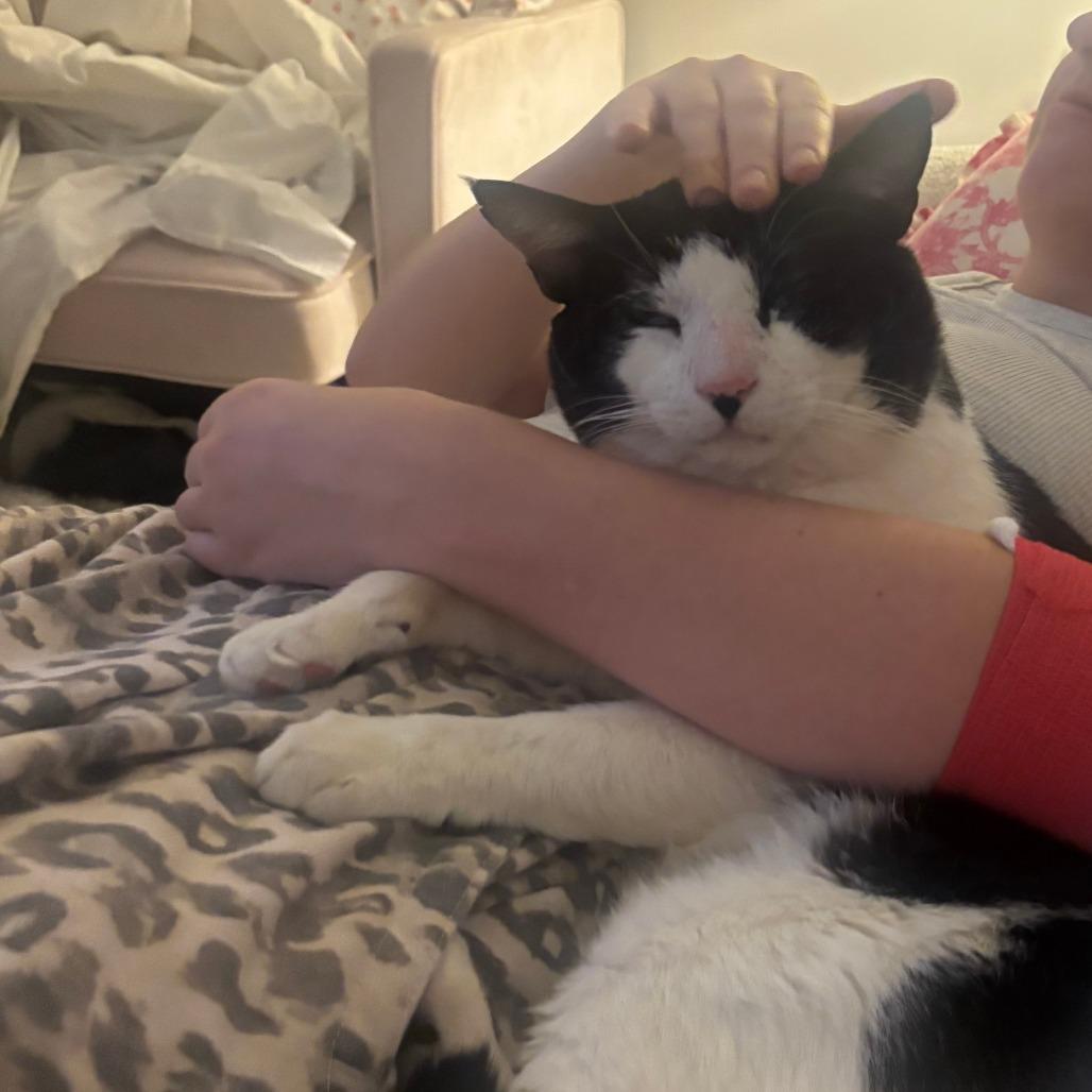 Enlarge High Five, a Adoptable Domestic Short Hair in New York, NY image 4/6