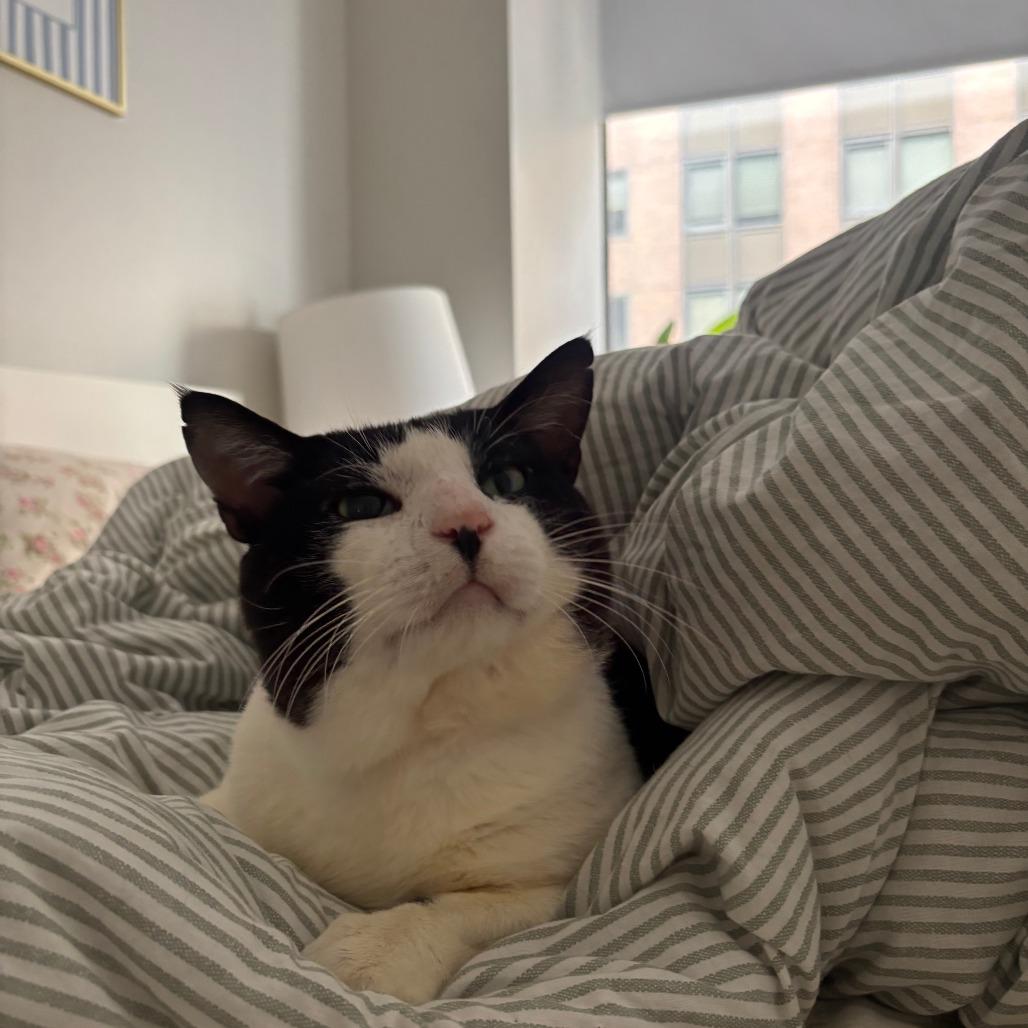 Enlarge High Five, a Adoptable Domestic Short Hair in New York, NY image 5/6