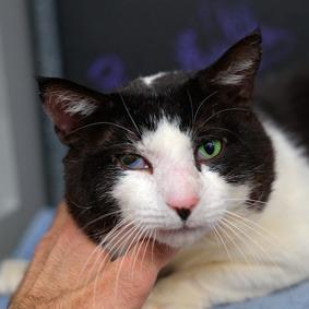Enlarge High Five, a Adoptable Domestic Short Hair in New York, NY image 6/6
