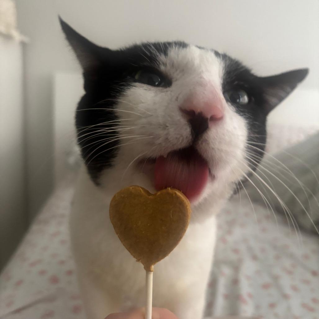 Enlarge High Five, a Adoptable Domestic Short Hair in New York, NY image 6/6