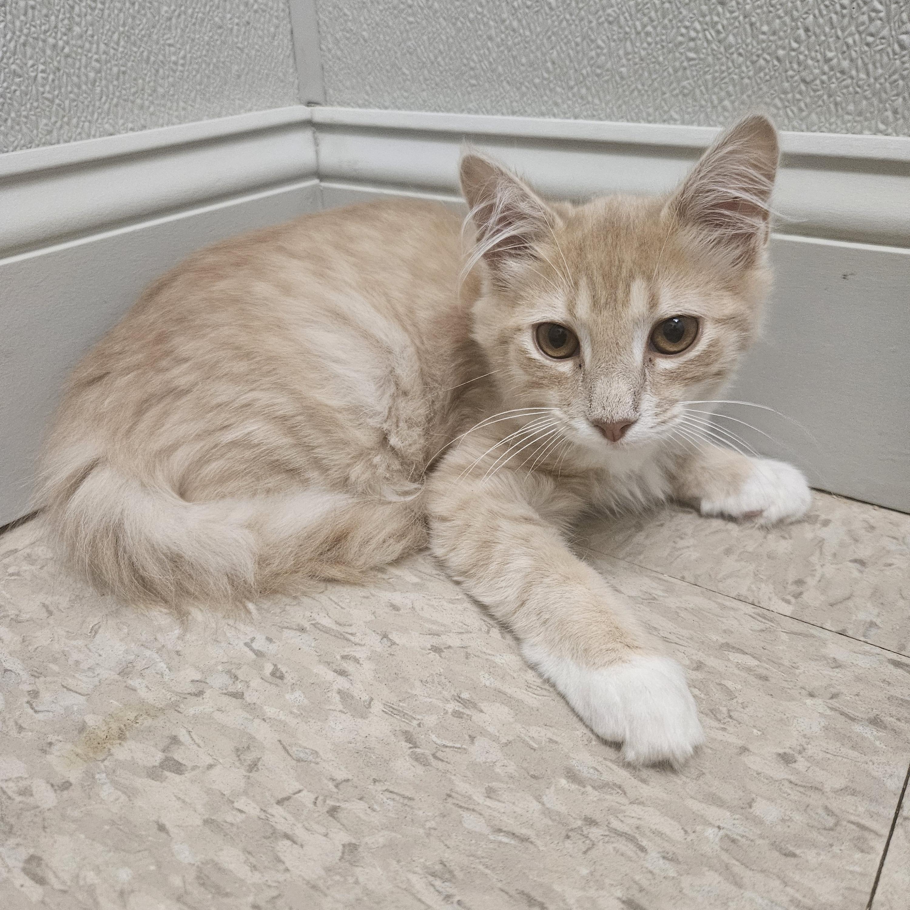 Popseco, adopted, Kitten Male Domestic Medium Hair.