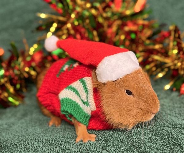 Ginger Snap, Adoptable, Baby Male Guinea Pig.