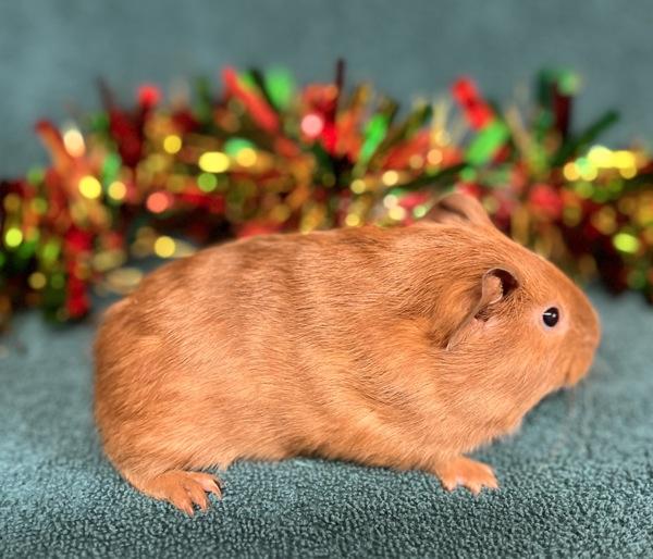 Enlarge Ginger Snap, a Adoptable mixed breed in Monterey, CA image 2/2