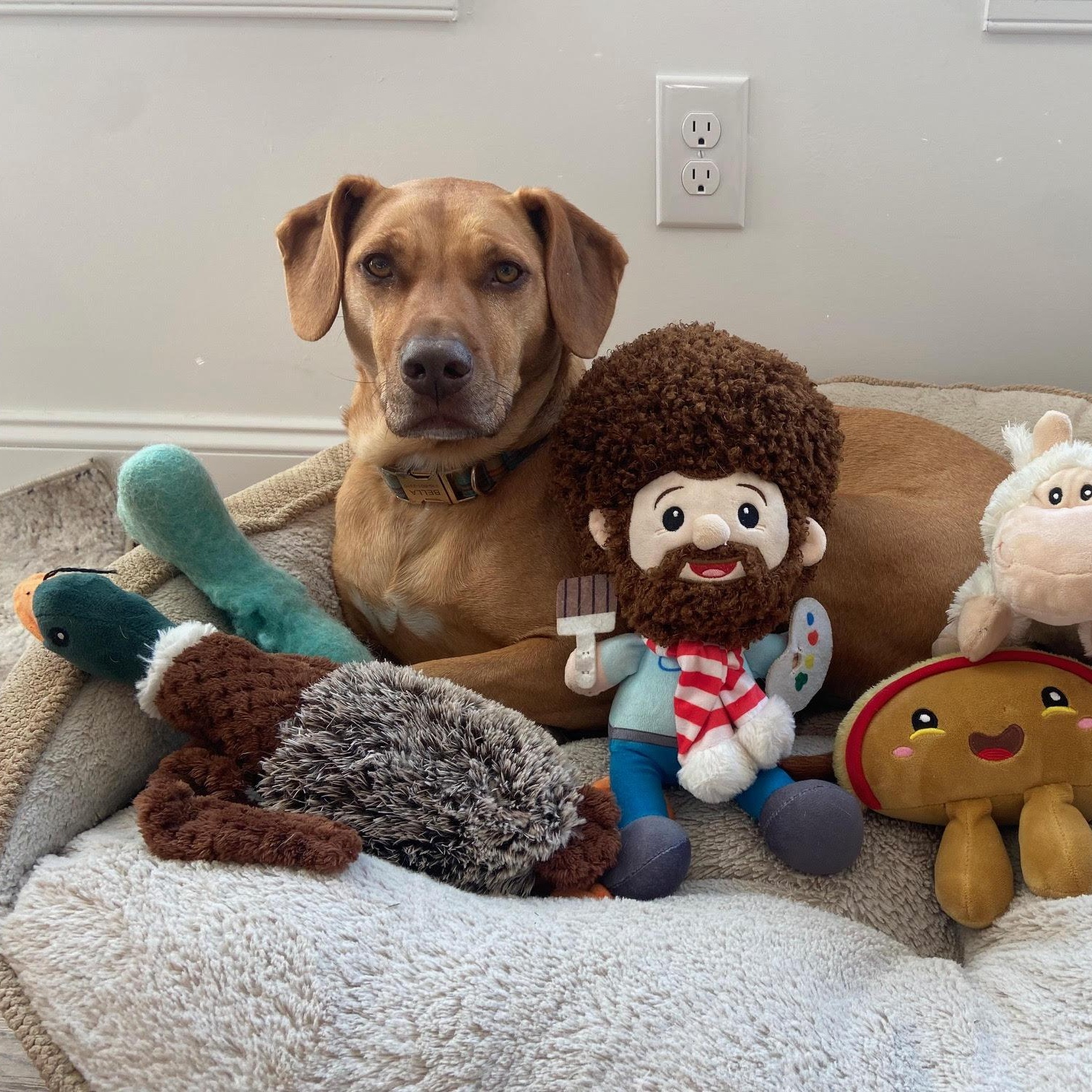 Enlarge Bella, a ADOPTABLE mixed breed in High Point, NC image 2/6