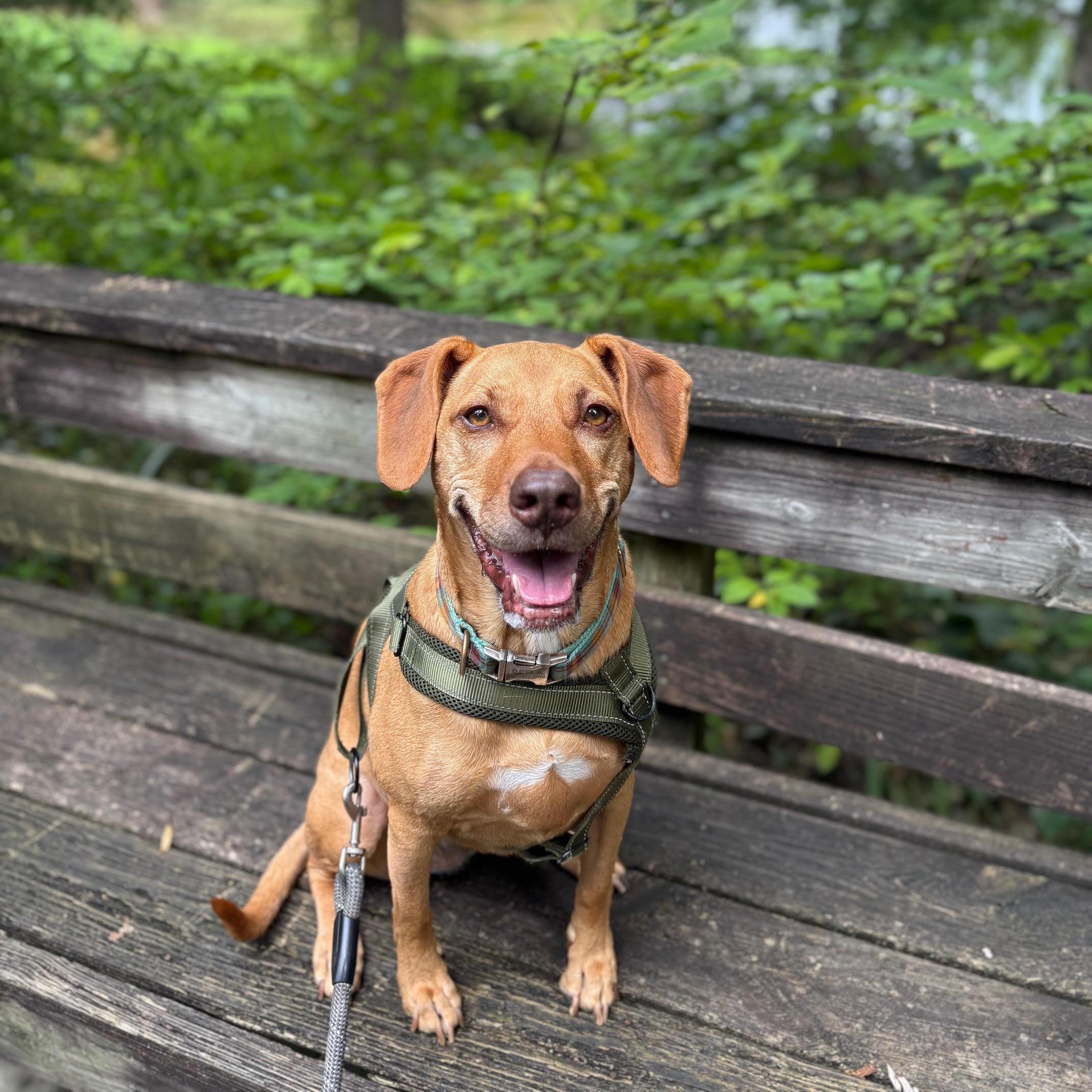 Bella, ADOPTABLE, Adult Female Vizsla & Labrador Retriever.
