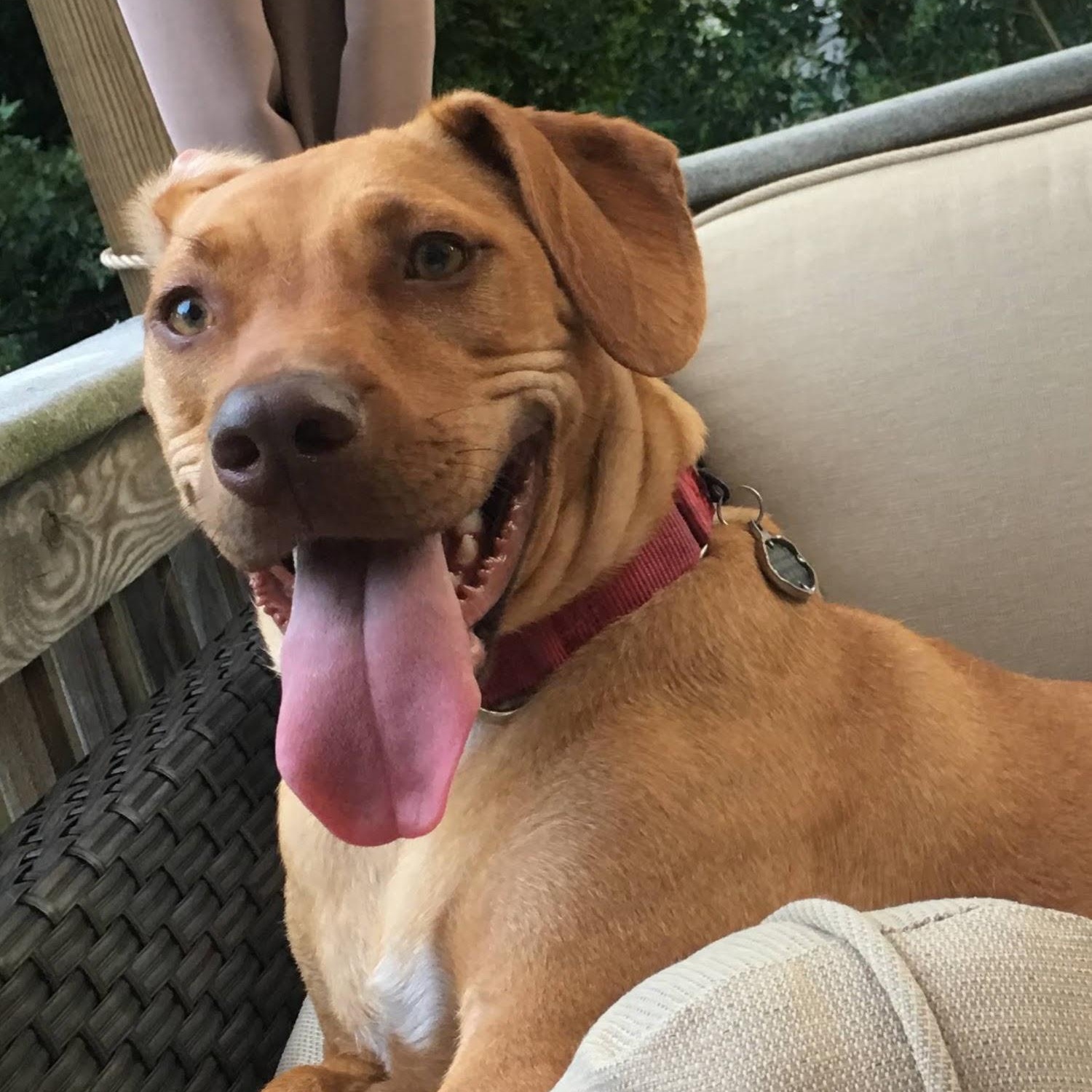 Enlarge Bella, a Adoptable mixed breed in High Point, NC image 6/6