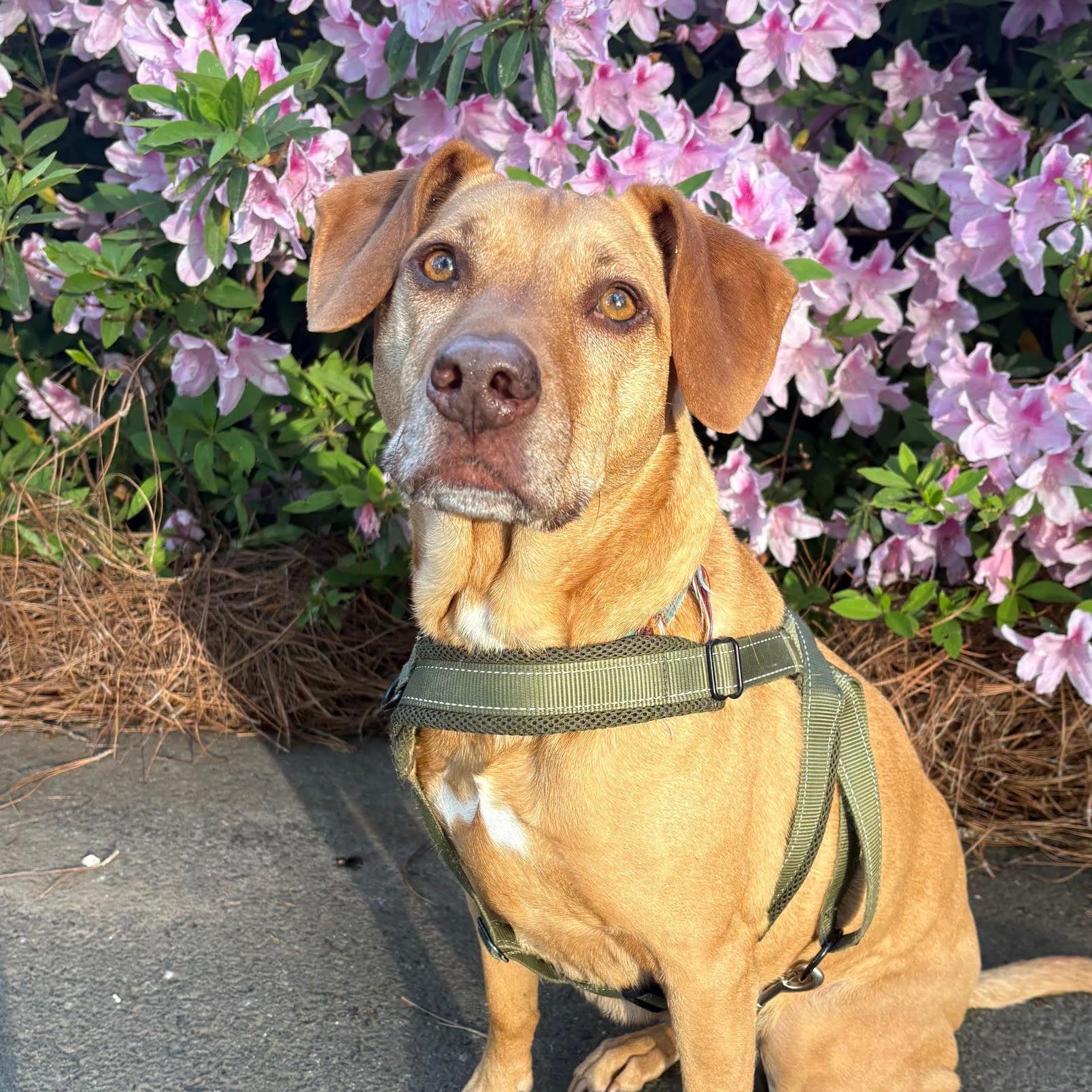 Enlarge Bella, a ADOPTABLE mixed breed in High Point, NC image 4/6
