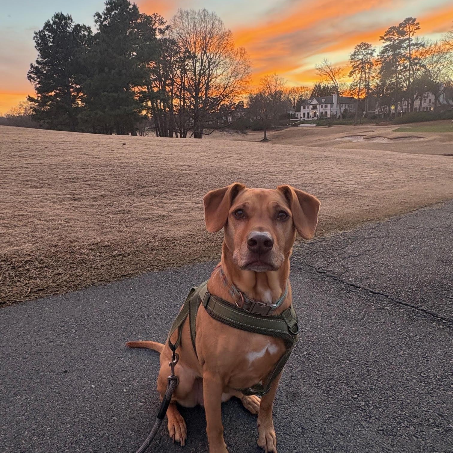 Enlarge Bella, a ADOPTABLE mixed breed in High Point, NC image 6/6
