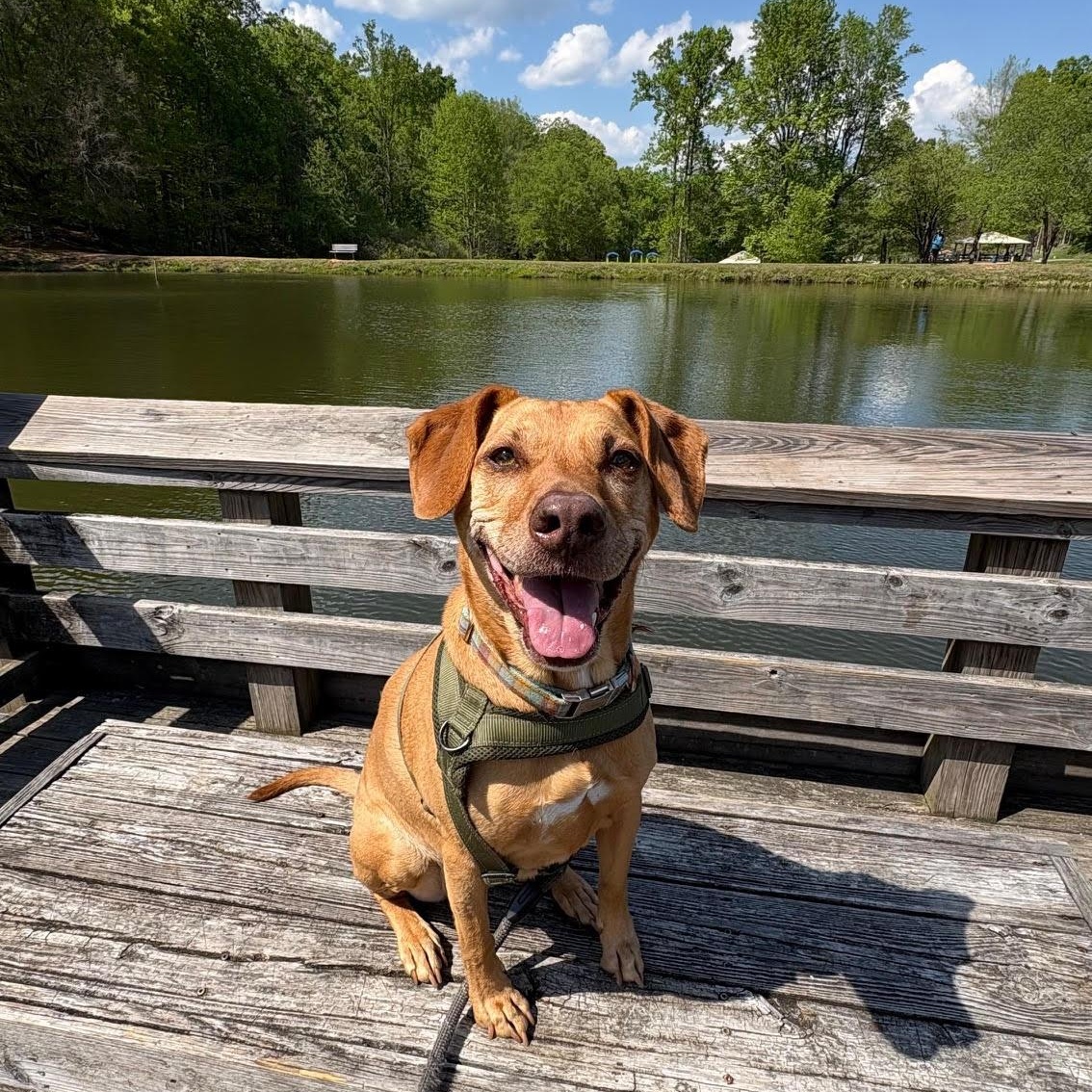 Enlarge Bella, a ADOPTABLE mixed breed in High Point, NC image 3/6