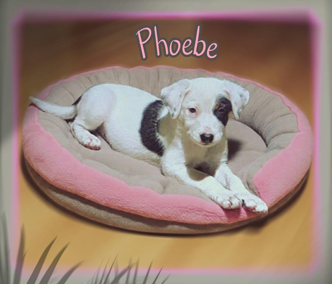 Enlarge Phoebe, a Adoption Pending mixed breed in Grove, OK image 4/4