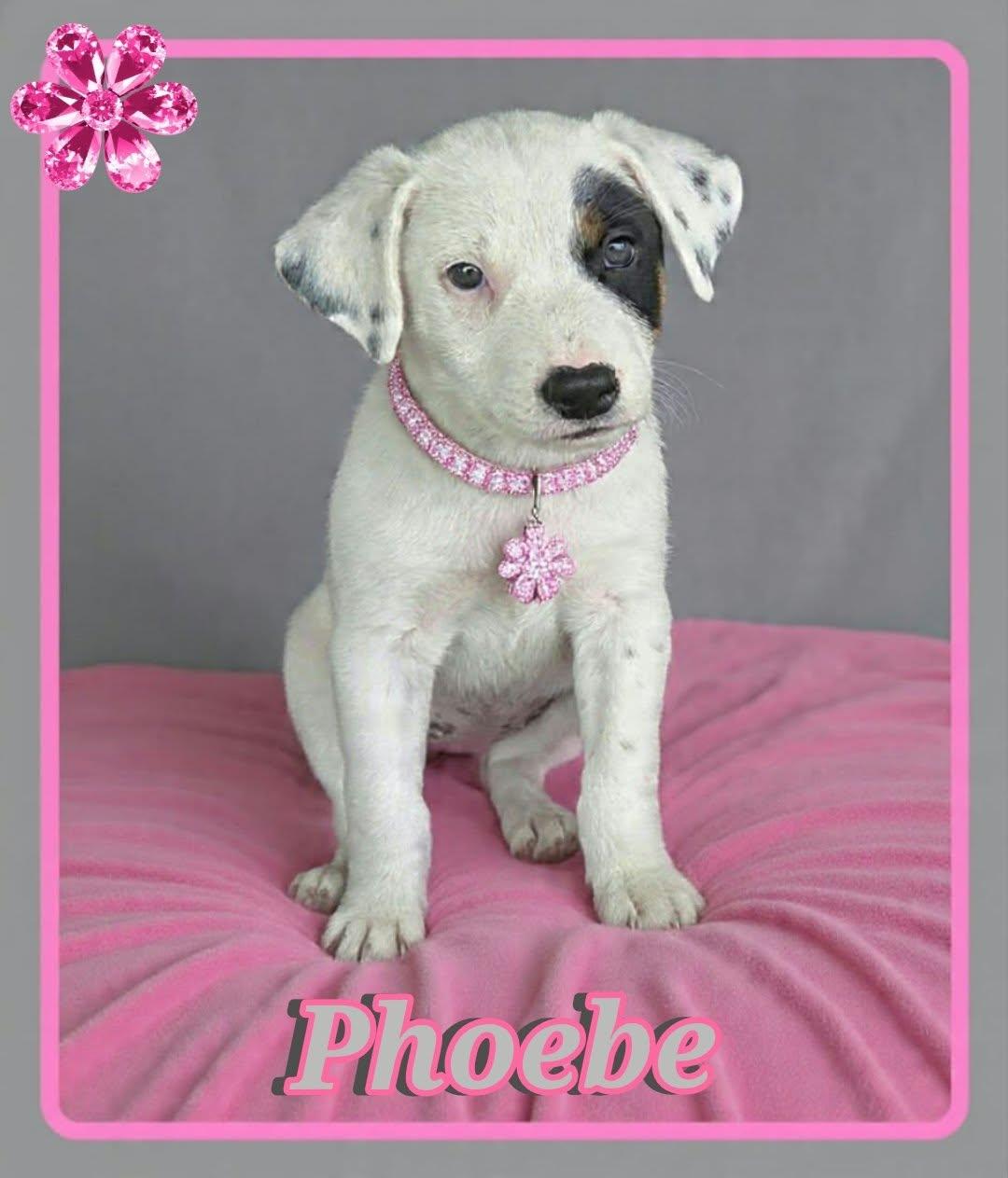 Phoebe, Adoptable, Puppy Female Jack Russell Terrier & Rat Terrier.