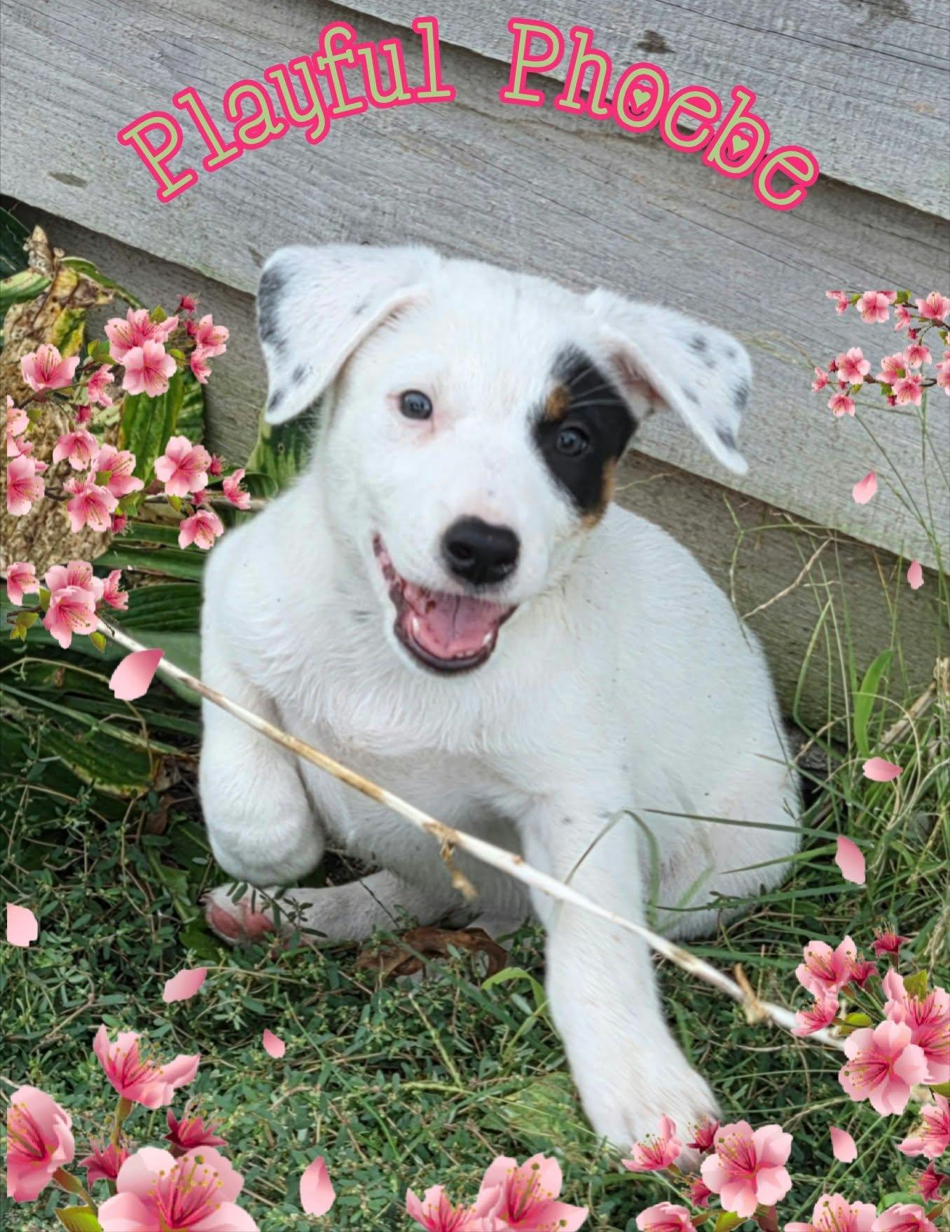Enlarge Phoebe, a Adoption Pending mixed breed in Grove, OK image 2/4