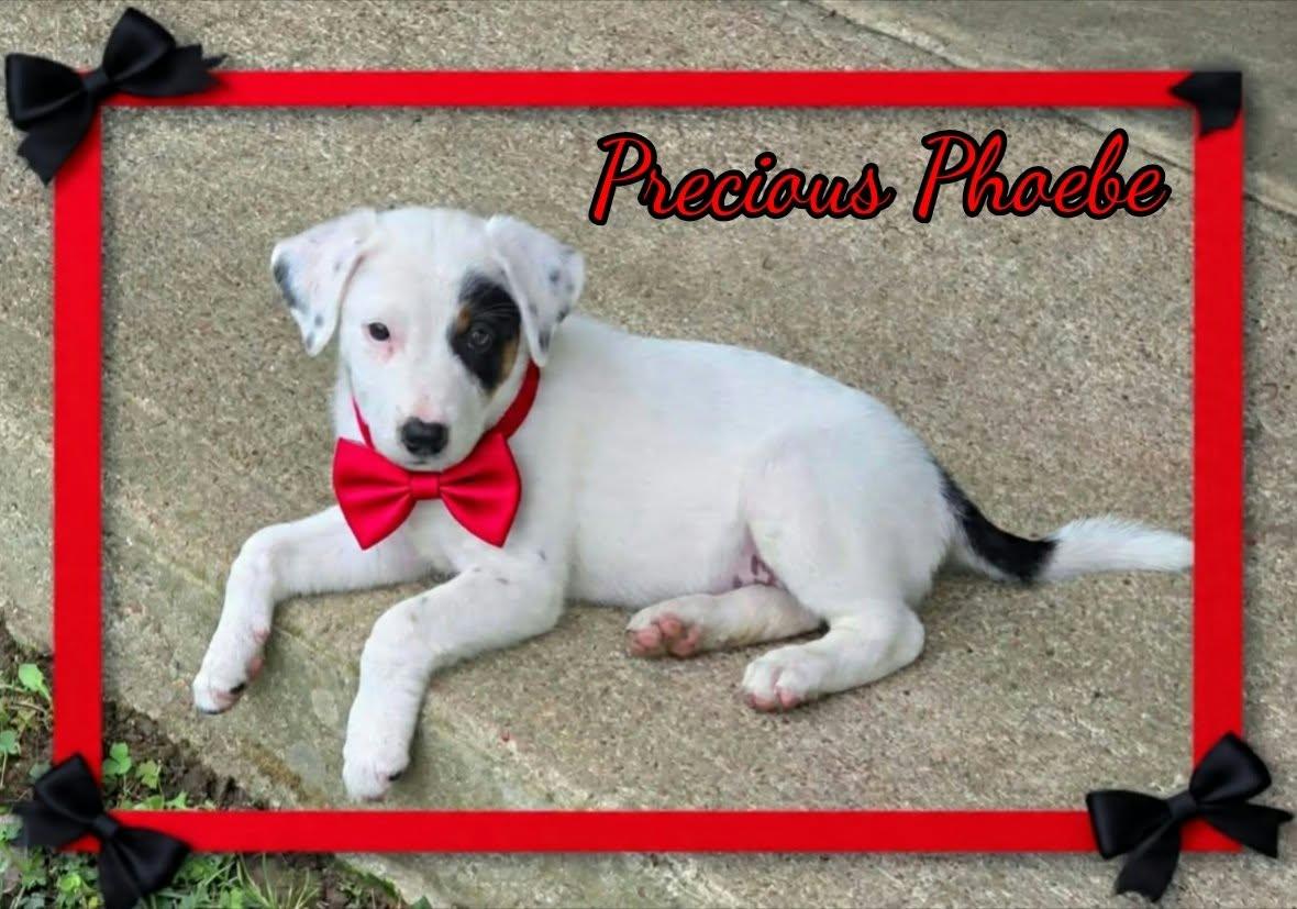 Enlarge Phoebe, a Adoption Pending mixed breed in Grove, OK image 3/4