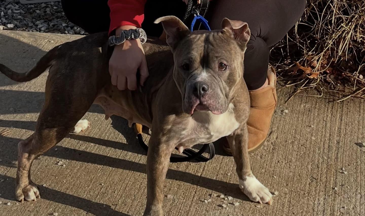 Chrissy, Adoptable, Senior Male Pit Bull Terrier.