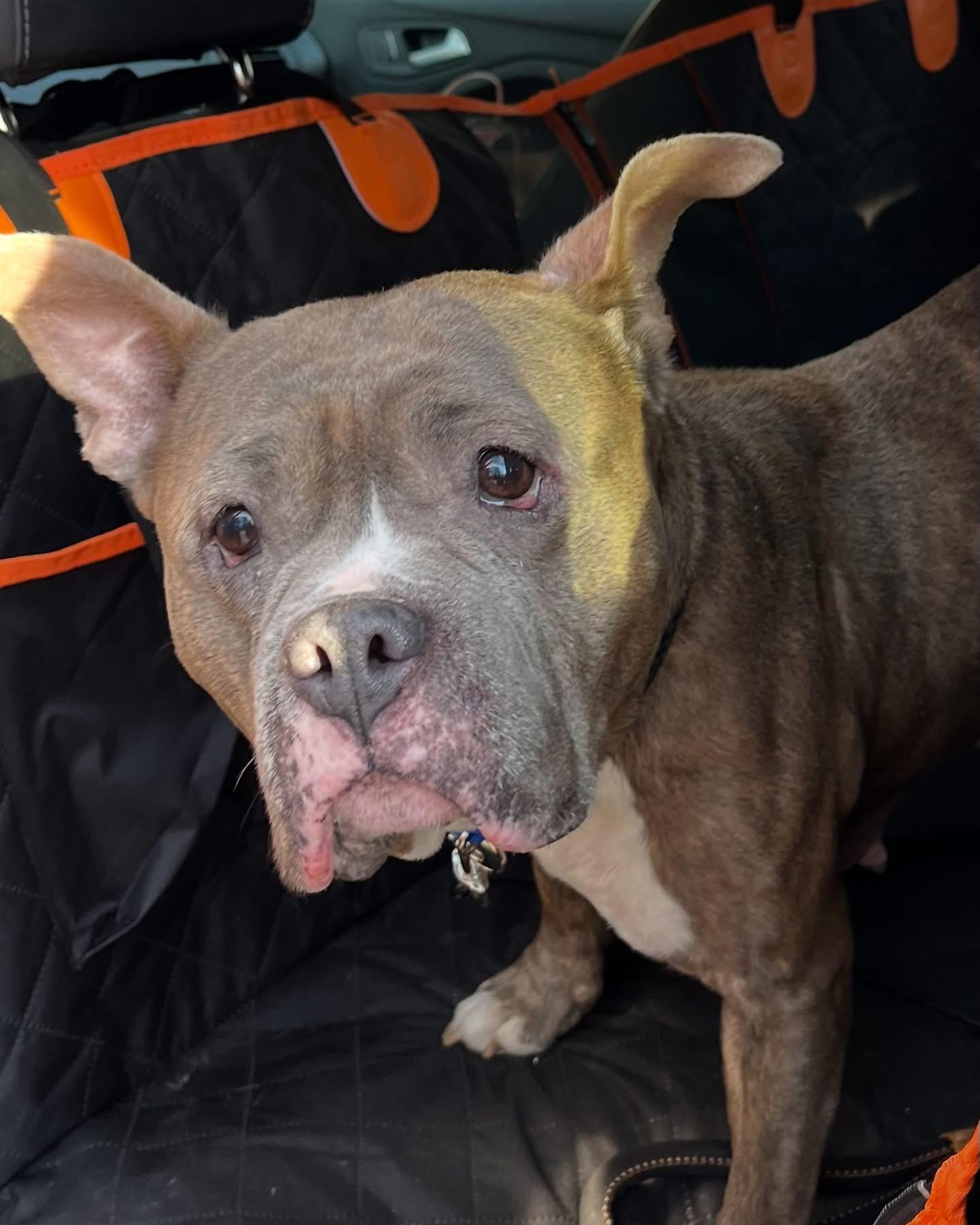 Chrissy, a Adoptable mixed breed in Jackson , NJ image 4/5