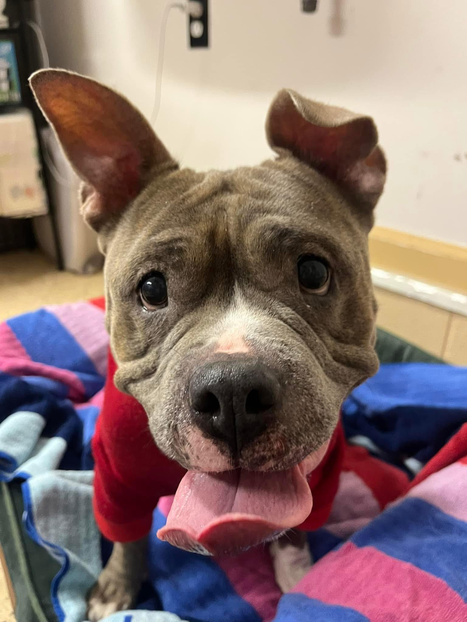 Chrissy, a Adoptable mixed breed in Jackson , NJ image 1/6