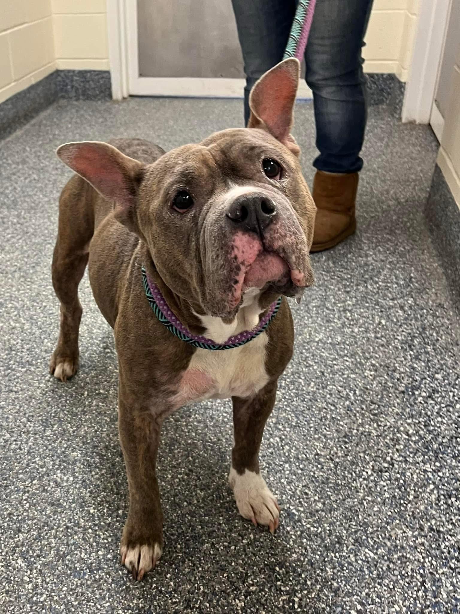 Chrissy, a Adoptable mixed breed in Jackson , NJ image 2/5