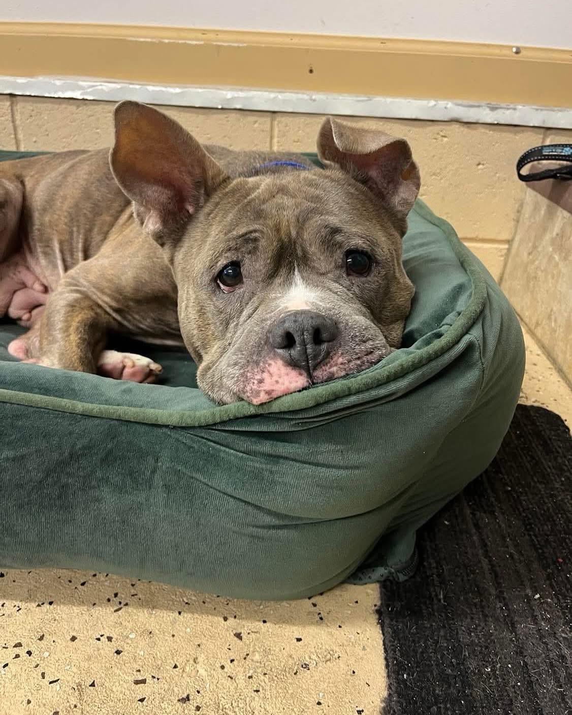 Chrissy, a Adoptable mixed breed in Jackson , NJ image 3/5