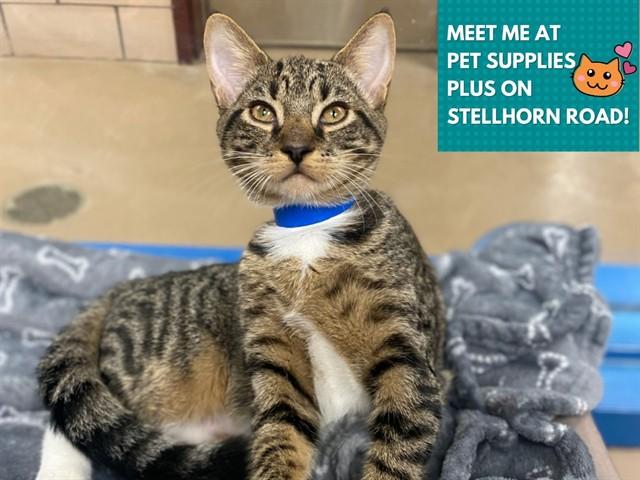 PUMPERNICKEL, Adoptable, Young Male Domestic Short Hair.