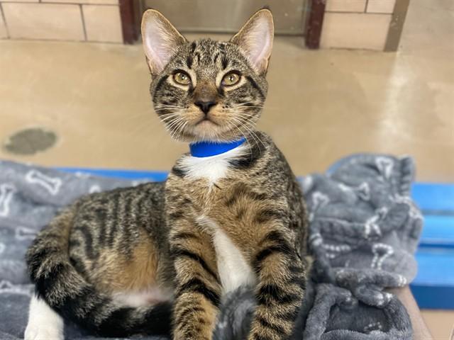 Enlarge PUMPERNICKEL, a Adoptable Domestic Short Hair in Fort Wayne, IN image 1/1
