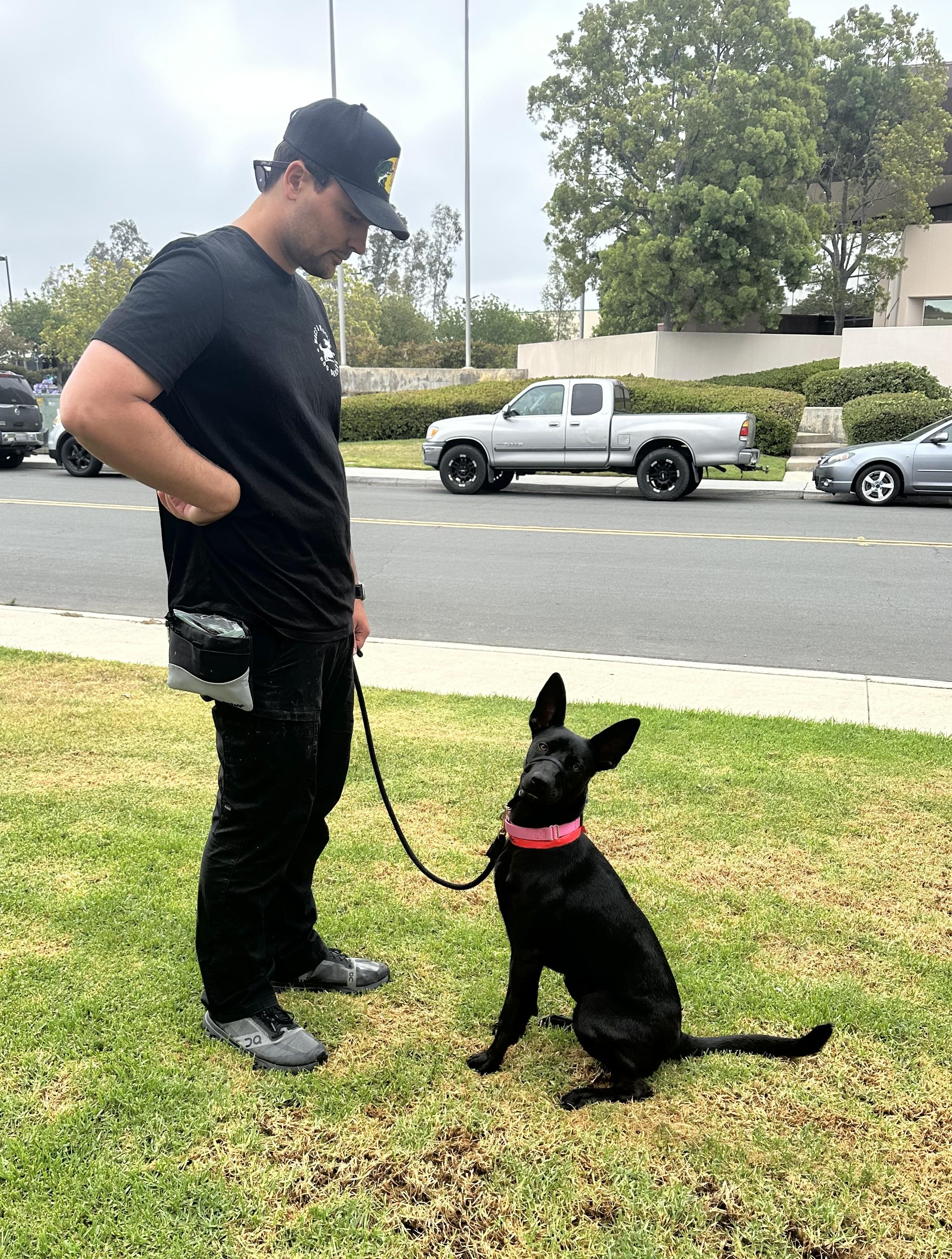 Enlarge Lilah, a Adoptable mixed breed in Corona Del Mar, CA image 3/6