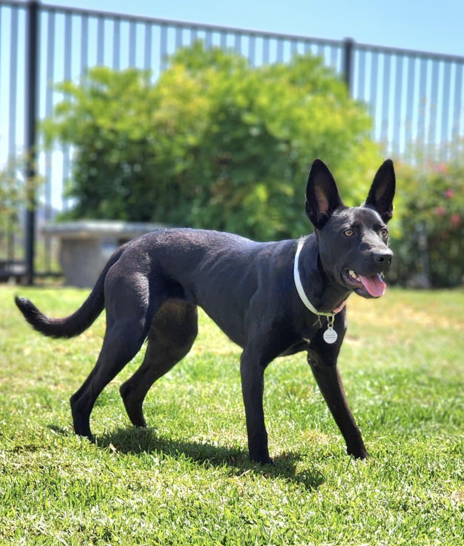 Enlarge Lilah, a Adoptable mixed breed in Corona Del Mar, CA image 4/6