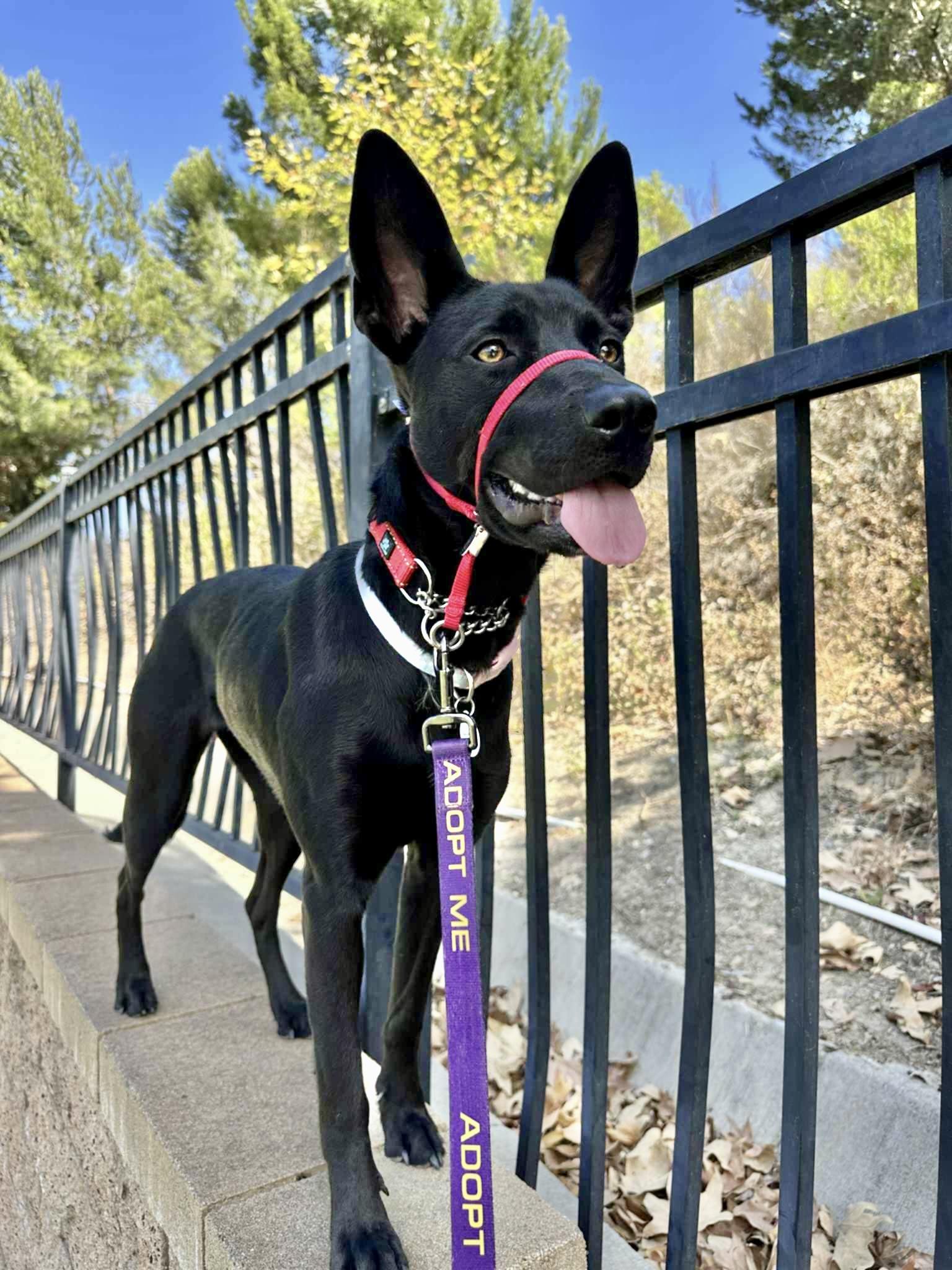 Enlarge Lilah, a Adoptable mixed breed in Corona Del Mar, CA image 5/6