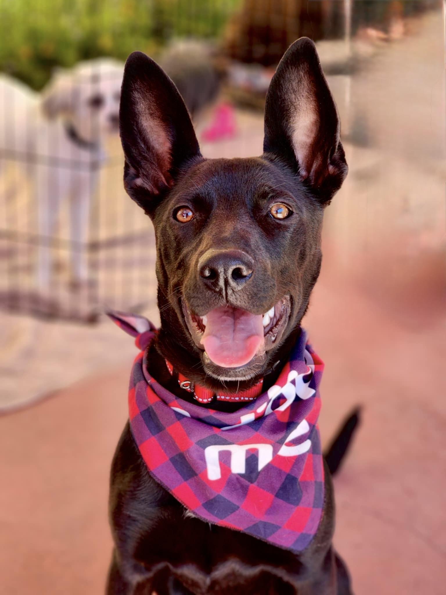 Lilah, Adoptable, Young Female German Shepherd Dog & Greyhound.