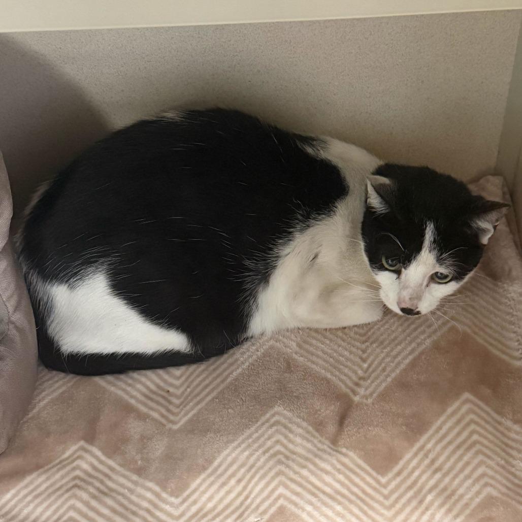 Navia, Adoptable, Young Female Domestic Short Hair.