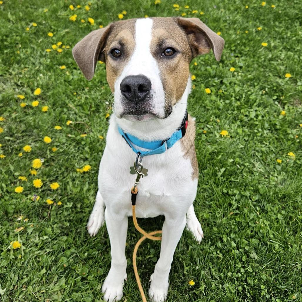 Toby, Adoptable, Young Male Mixed Breed.