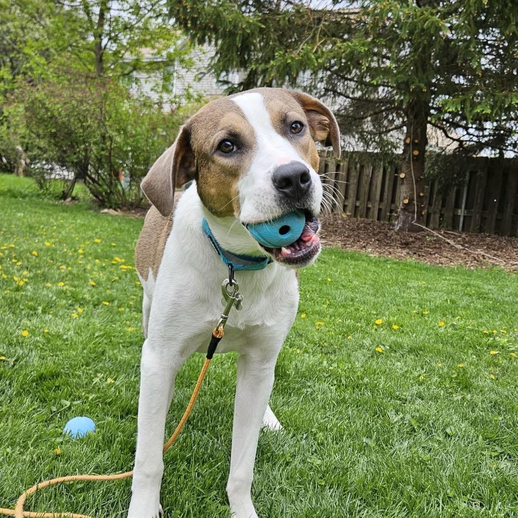 Enlarge Toby, a Adoptable Mixed Breed in Madison, WI image 2/6