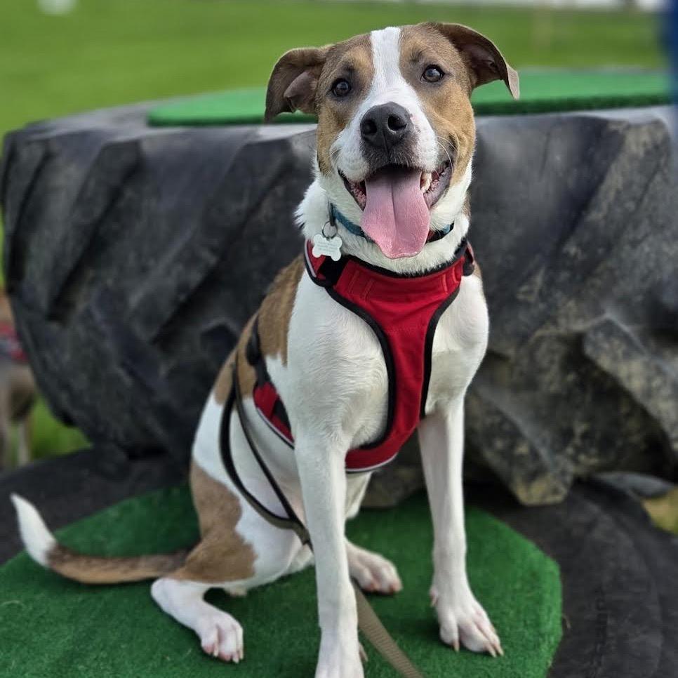 Enlarge Toby, a Adoptable Mixed Breed in Madison, WI image 3/6