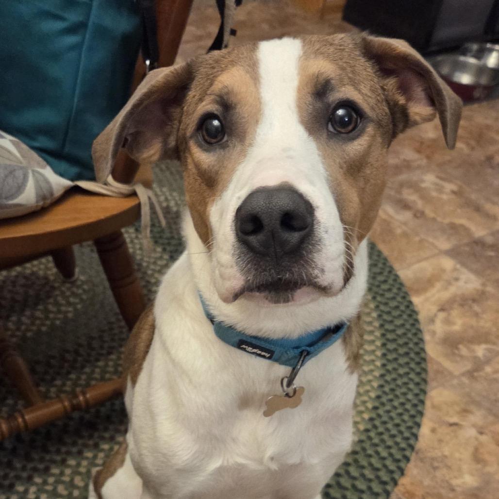 Enlarge Toby, a Adoptable Mixed Breed in Madison, WI image 4/6