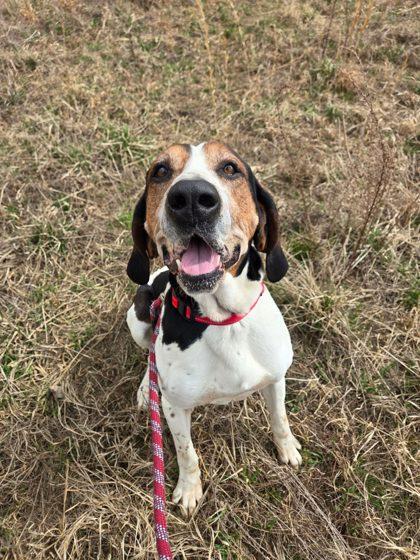 Eeyore Smith, Adoptable, Adult Male Hound & Mixed Breed.