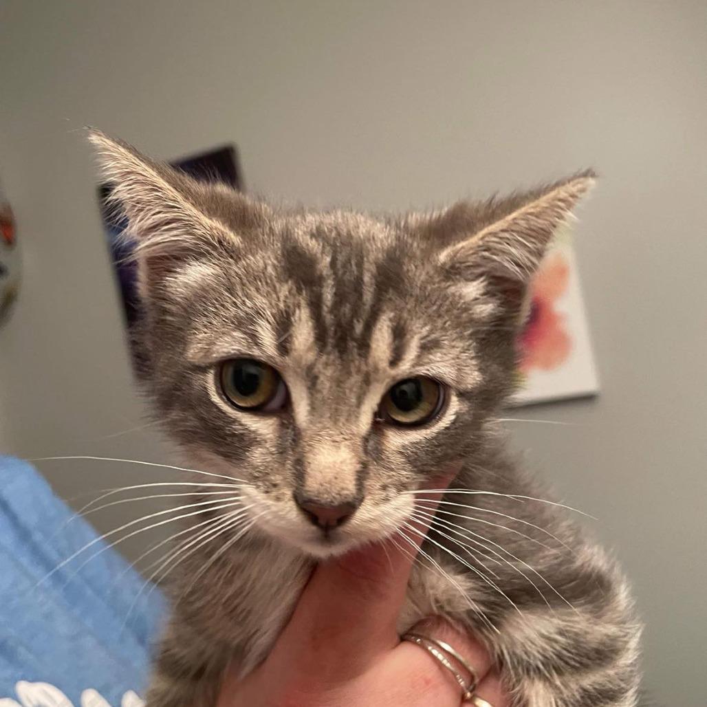 Enlarge Pozole, a Adoptable Domestic Short Hair in Chilliwack, BC image 1/4