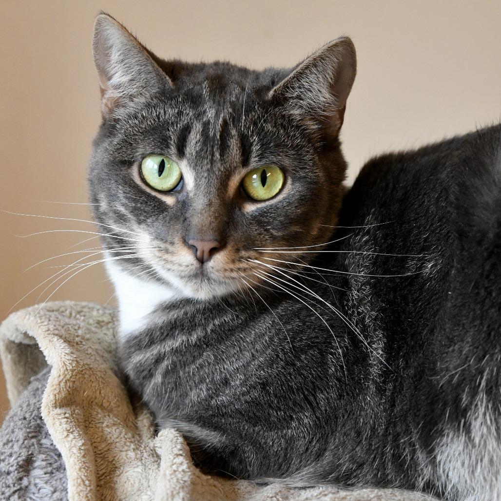 Enlarge Pozole, a Adoptable Domestic Short Hair in Chilliwack, BC image 2/4