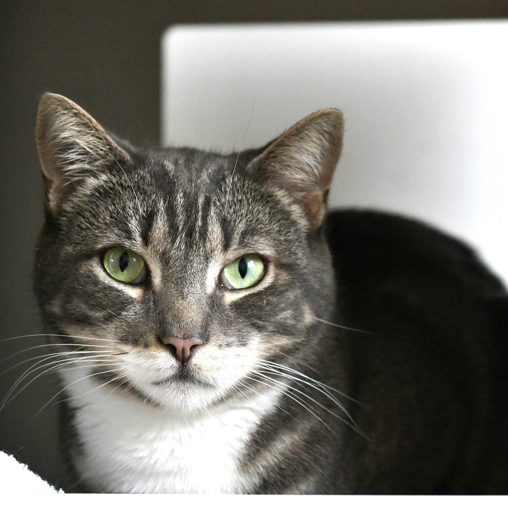 Enlarge Pozole, a Adoptable Domestic Short Hair in Chilliwack, BC image 3/6