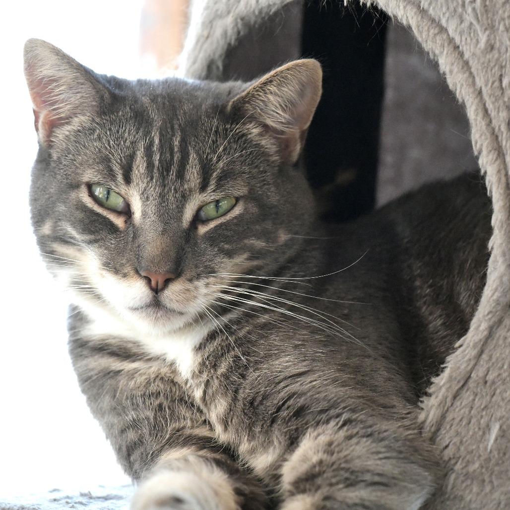 Enlarge Pozole, a Adoptable Domestic Short Hair in Chilliwack, BC image 4/6