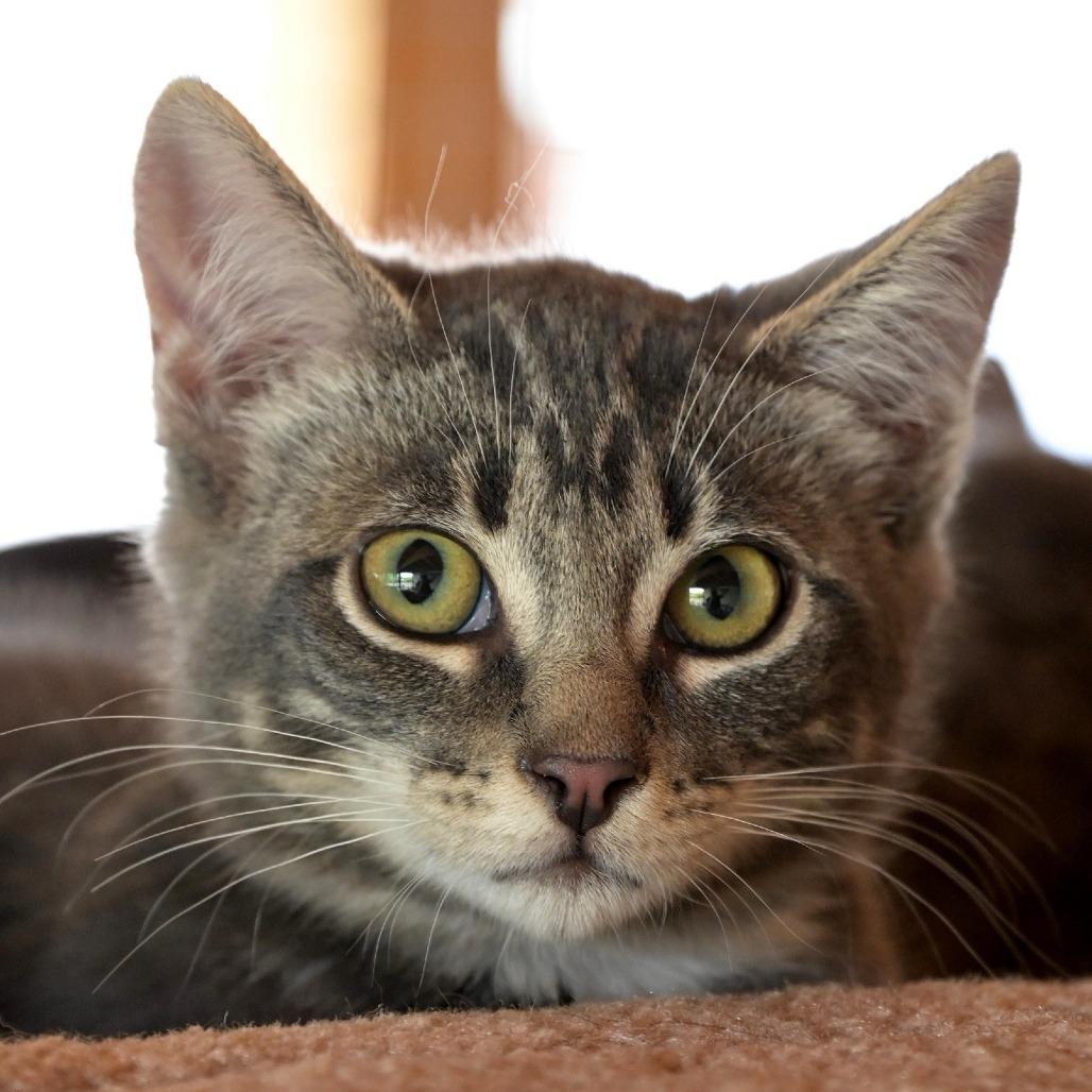 Enlarge Pozole, a Adoptable Domestic Short Hair in Chilliwack, BC image 5/6