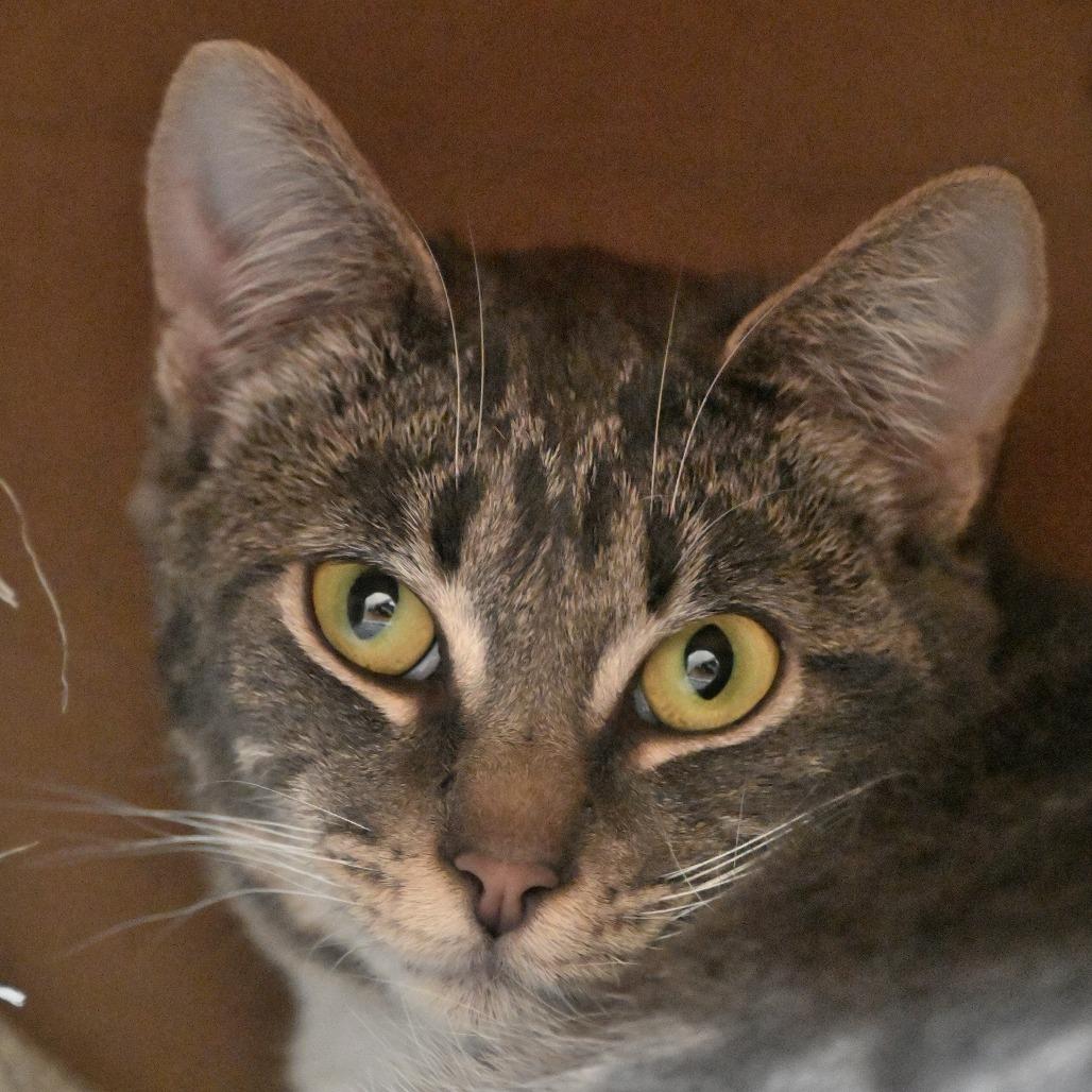 Enlarge Pozole, a Adoptable Domestic Short Hair in Chilliwack, BC image 4/4