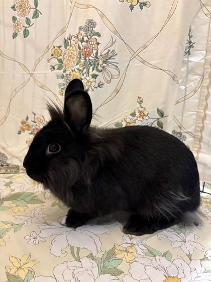 Judy Hopps, Adoptable, Adult Female Lionhead & Bunny Rabbit.