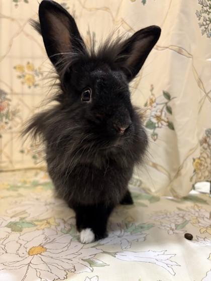 Judy Hopps, Adoptable, Adult Female Lionhead & Bunny Rabbit.