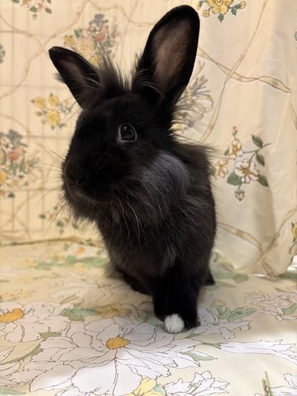 Judy Hopps, a Adoptable mixed breed in Quakertown, PA image 2/3