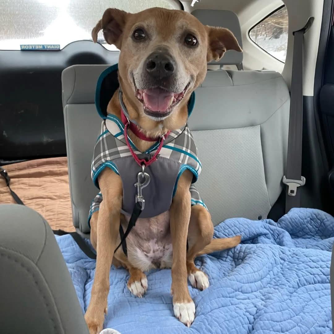 Lolita, a Adoptable mixed breed in Darien Center, NY image 1/6