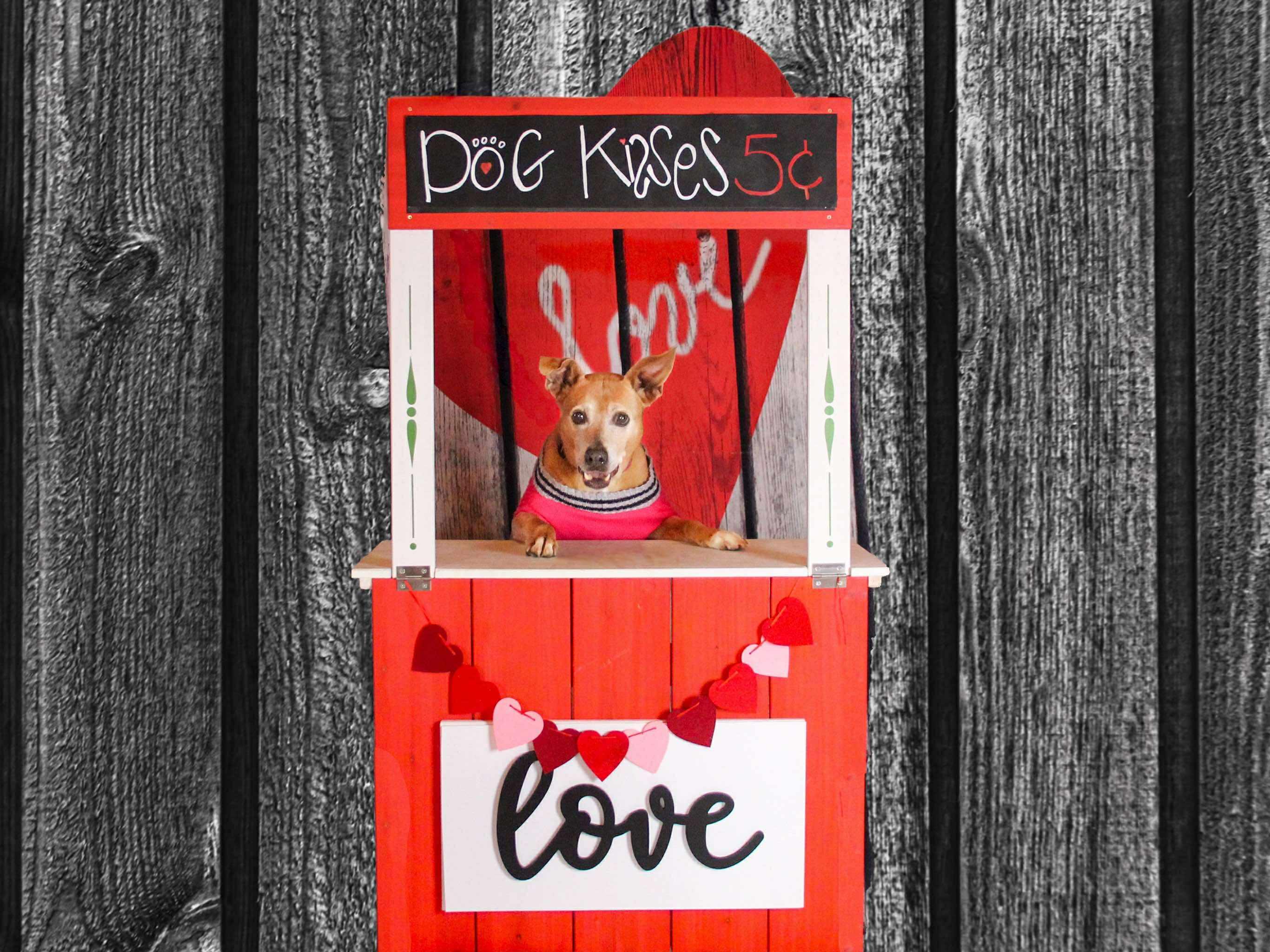 Lolita, a Adoptable mixed breed in Darien Center, NY image 2/6