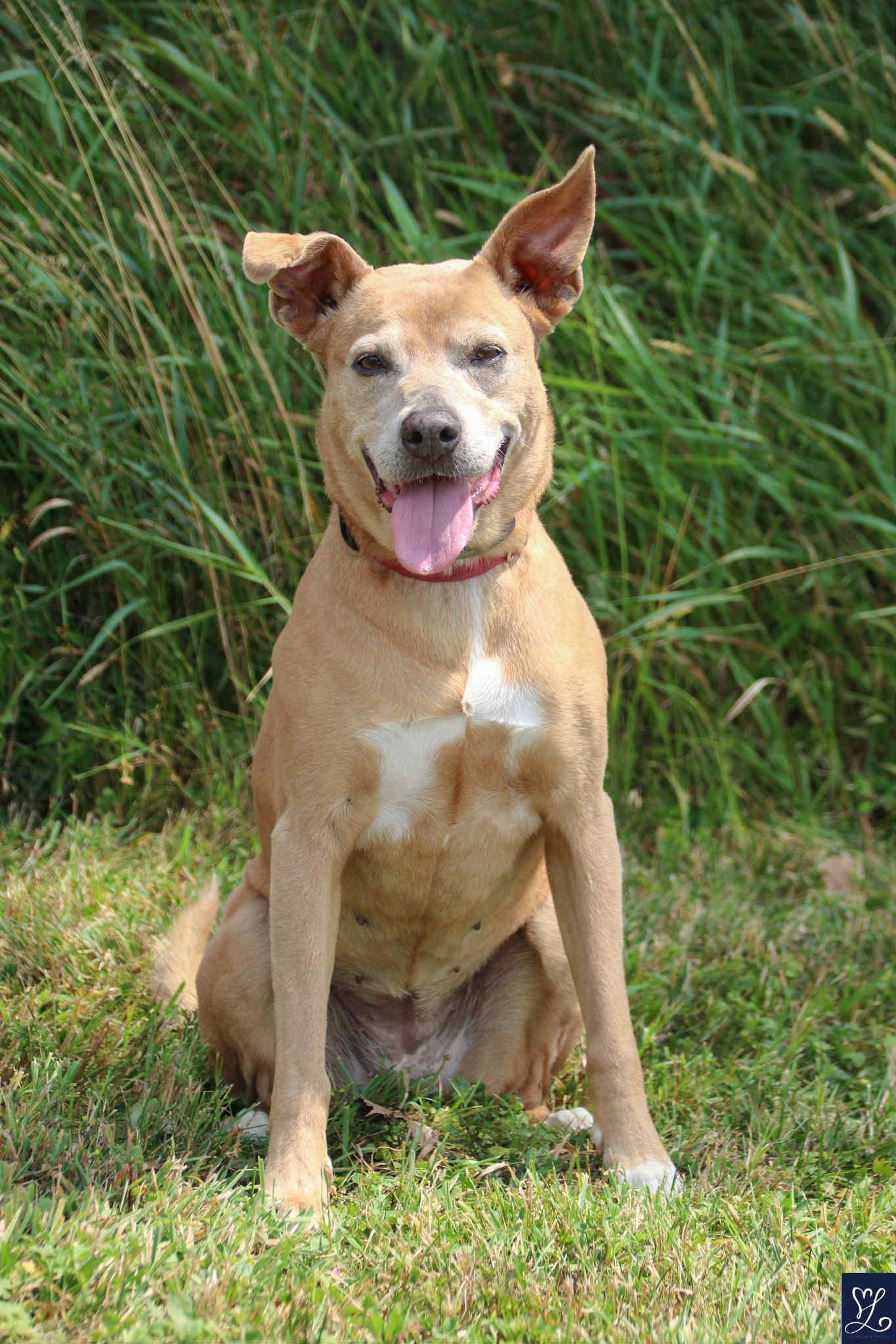 Lolita, a Adoptable mixed breed in Darien Center, NY image 6/6