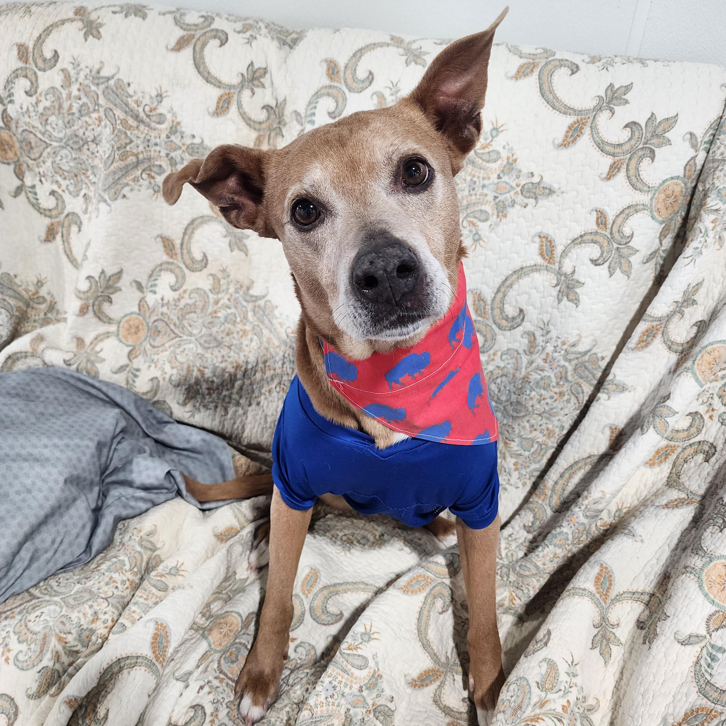 Lolita, a Adoptable mixed breed in Darien Center, NY image 3/6