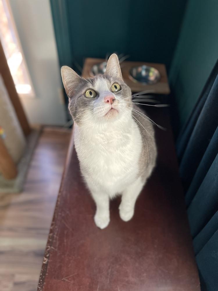 Myrtle, Adoptable, Adult Female Domestic Short Hair.