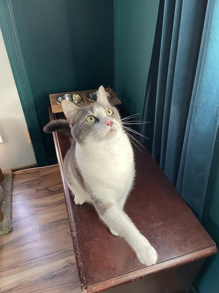 Myrtle, a Adoptable Domestic Short Hair in Bellingham, WA image 2/5