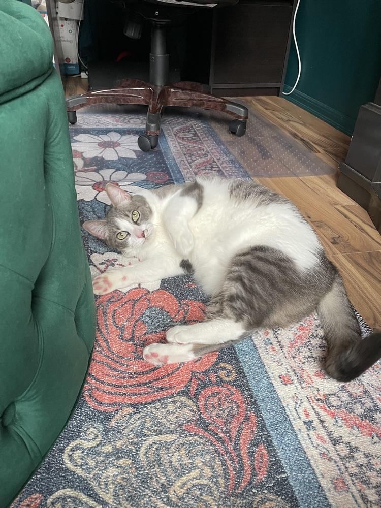 Myrtle, a Adoptable Domestic Short Hair in Bellingham, WA image 3/5